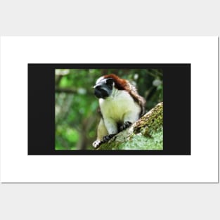 White Chested Monkey Perching in Tree Posters and Art